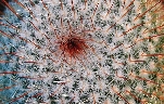 Mammillaria vaupelii (1).jpg